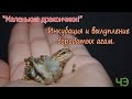 Бородатые агамы (Pogona vitticeps). Инкубация и вылупление