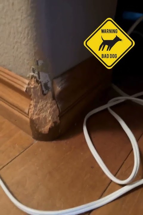 does-bitter-apple-spray-really-stop-dogs-from-chewing-on-things