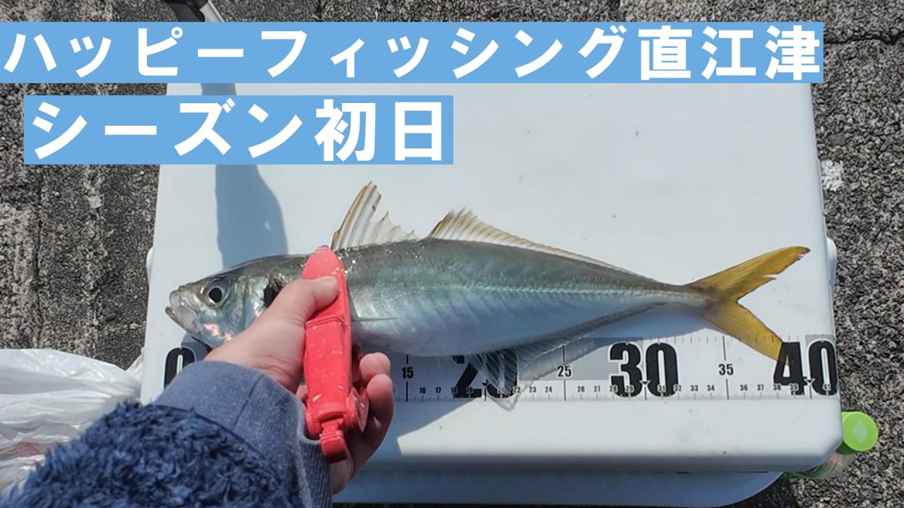 誰でも尺アジが釣れる堤防でアジを釣る　その５
