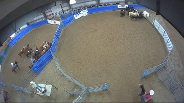 Big Sky Ranch Sorting Saddle Series Finals - Open HC - Round #2 - Ride #14
