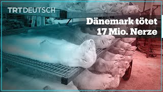 Dänemark tötet 17 Mio. Nerze