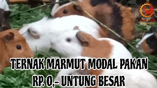 TERNAK MARMUT MODAL PAKAN RP. O,- UNTUNG BESAR