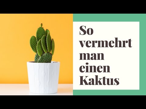 Video: Wie Man Einen Kaktus Bindet