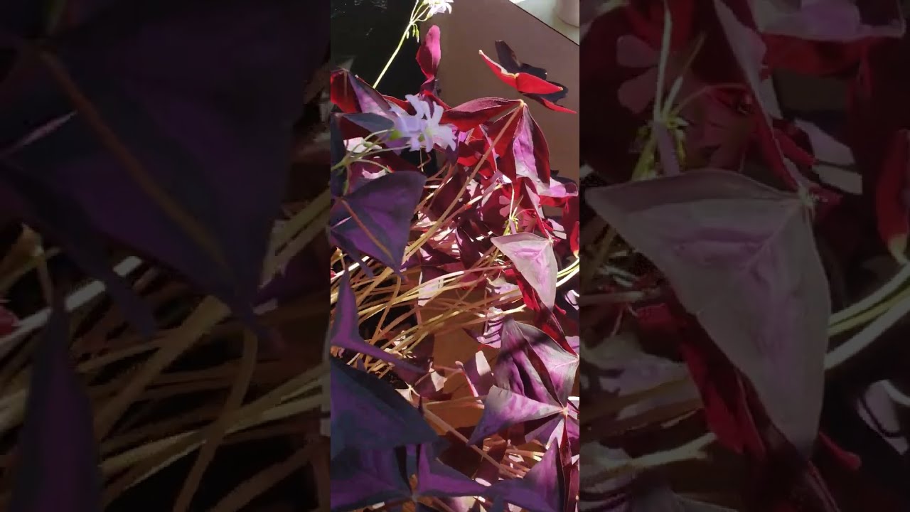 ♥️Looking closely at this attractive flowering plant...pls comment what