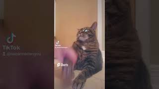 Oscar The Cat Spins Around Pls Subscribe Like