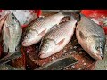  Variety Fish Cutting 😲🐟 | Tilapia, Catla &amp; Rohu Big Fish Market Cutting | Full Video
