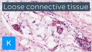What Is Loose Connective Tissue? (preview) - Human Anatomy | Kenhub