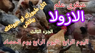 الازولا في المنزل الجزء الثالث.Azolla . ازرع فى بيتك علف ببلاش مدى الحياة.