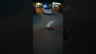 Playing dogs in front of the entrance to a shopping center.