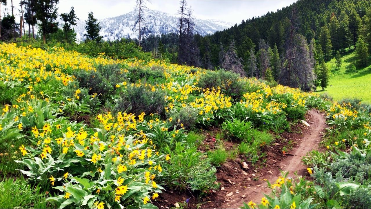 Game Creek Trail Mountain Biking Jackson Hole, Wyoming YouTube
