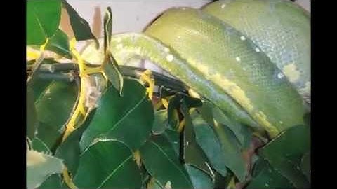 Green Tree Python laying eggs. Chondopython liegt Eier.