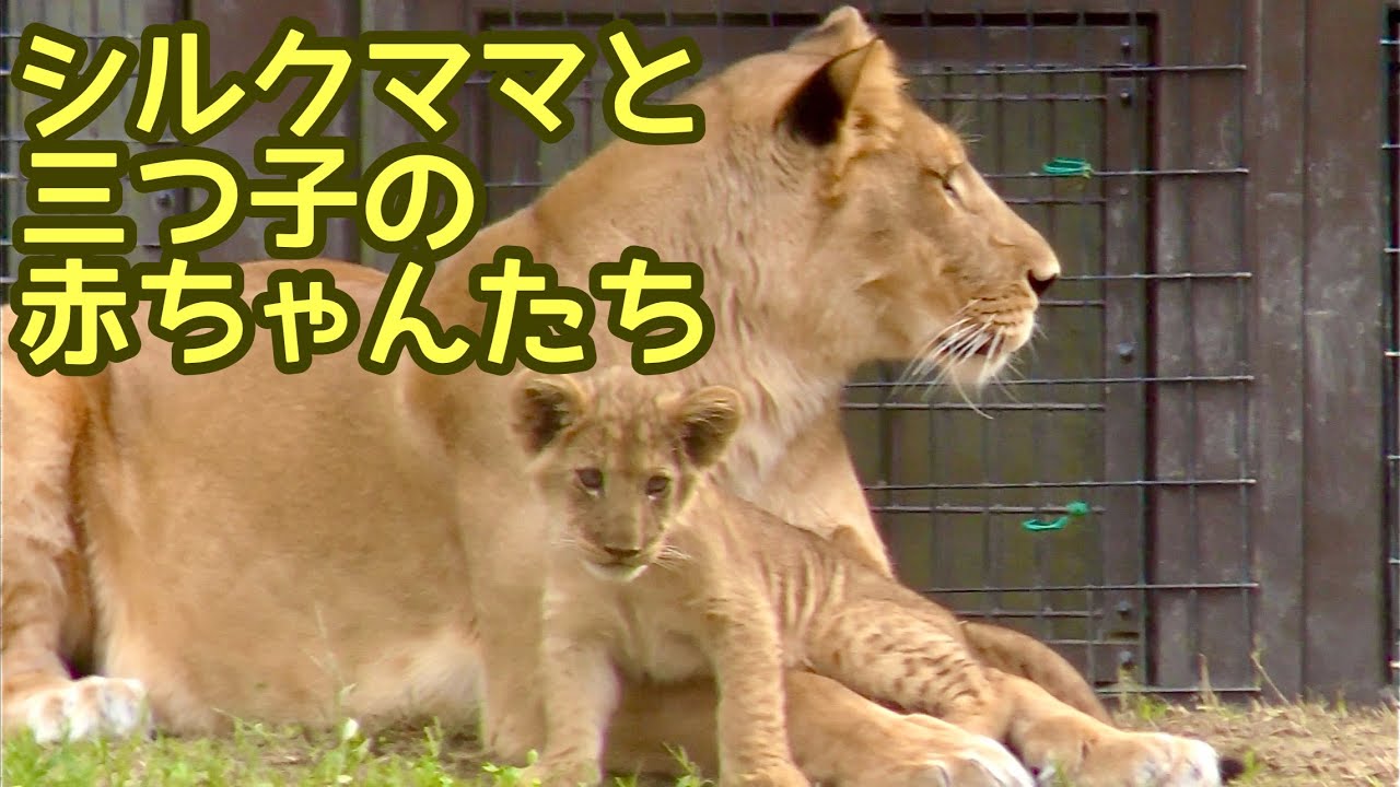シルクママのそばで遊びまわる三つ子の赤ちゃん【のんほいパーク】Lion