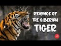 Revenge Of The Siberian Tiger | The True Story Of A Man-Eating Tiger's In Hindi - Learn Eternity