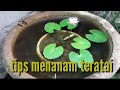 Cara menanam teratai sebagai penghias kolam koi