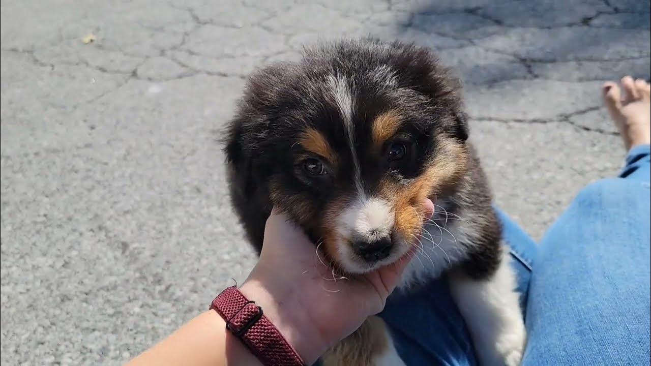 Bear🐾 - YouTube