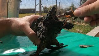 Alligator turtle biting a fish and a live crab !!
