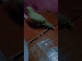#cartoonvideo #mithukibatain #funnyanimal #cute #talkingparot #funnybird #birds #funnyparrot #funny