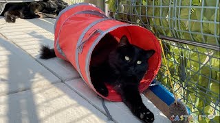 Critteraid hosting black cat adoption event
