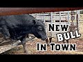 There's a New Kid (BULL) in Town!