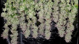 Harvest ✌😃👍@hempwithgg @NUGGY-420-A.D.E.D @KronicsGrow  @indoorpromisedland @ChadWestport