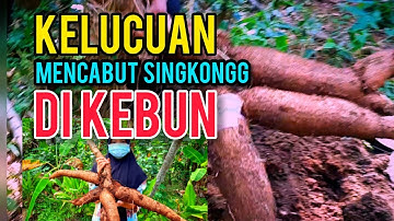 Mencabut Singkong Di Kebun - Nggak Kuat Bikin Ketawa Ngakak