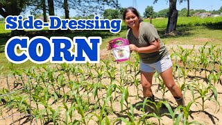 Side-Dressing Corn With Organic Blood Meal