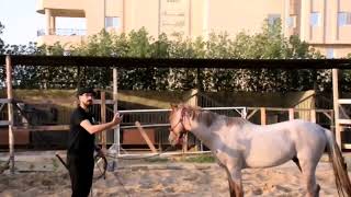 #Egyption_horsemanship #dubborr_horsemanship