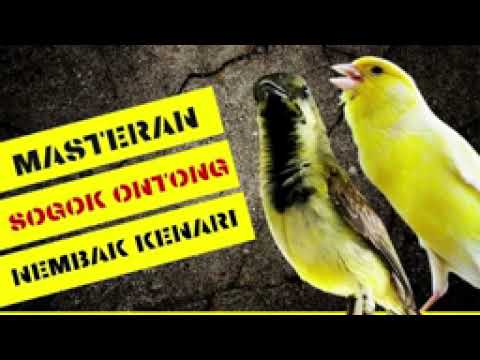 🔴 MASTERAN SOGON ONTONG MP3 ISIAN KENARI FULL UNTUK MASTERAN SOGON ONTONG TROTOL JERNIH