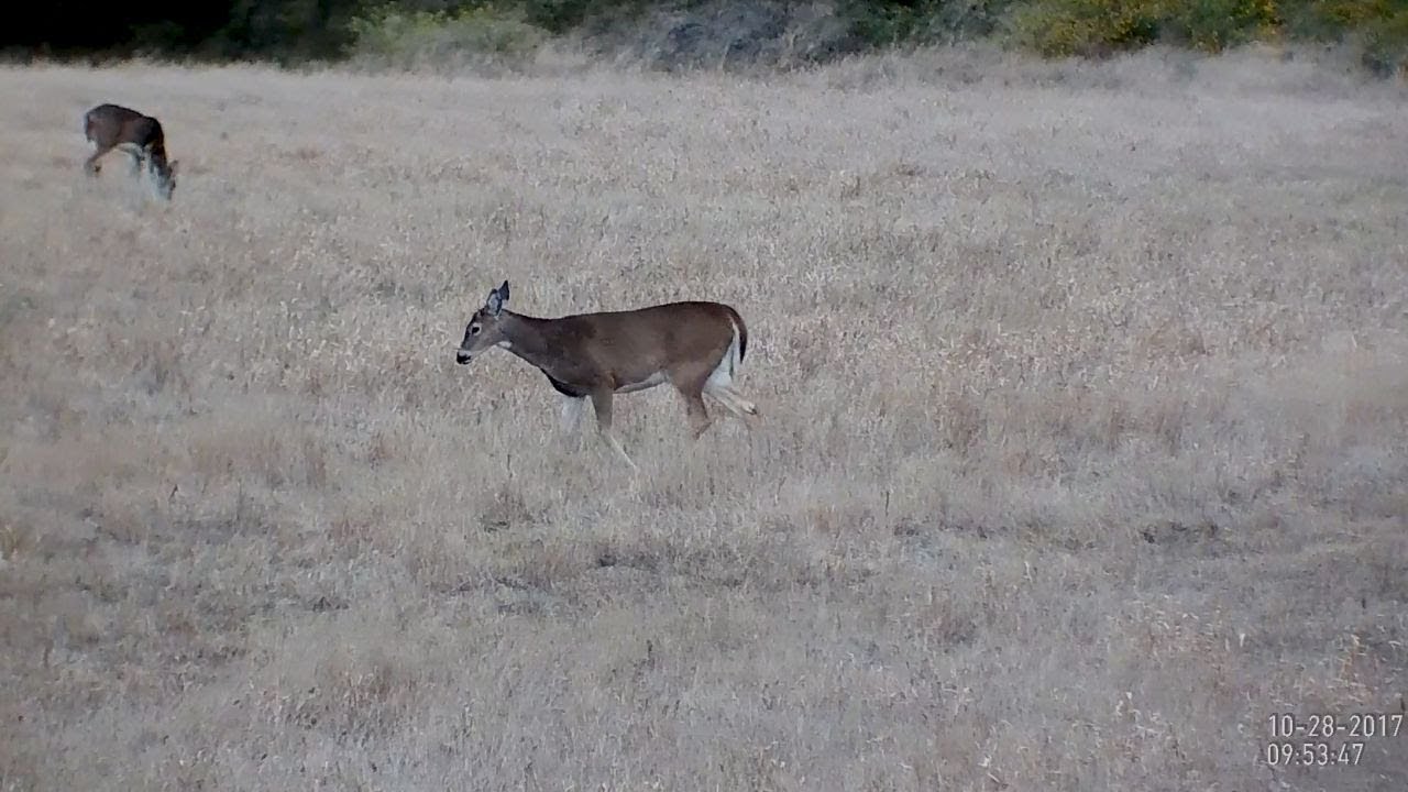 High-Tech Whitetail Muzzleloader Hunt| Gun Talk self defense flashlight