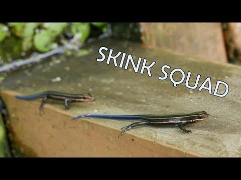 five-lined-skink-squad