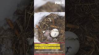 Celebrity Baby eaglet hatches during Texas winter storm Net Worth