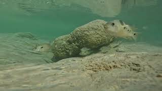 The Frio River near Garner State Park in Rio Frio, Texas on Oct 14, 2023