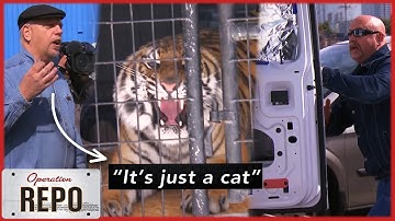 Las Vegas Debtor Kept a Real Tiger in the Trunk