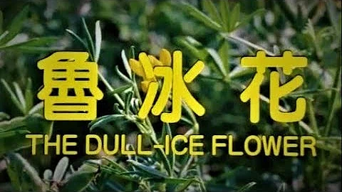 甄妮 & 儿童合唱《鲁冰花》天上的星星不说话  地上的娃娃想妈妈 ... ♥ ♪♫*• - 天天要闻