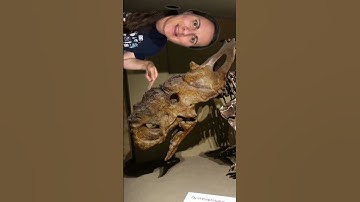 Fast Fossil Facts for Fossil Friday - pt 3 #paleontology #fossils #learn