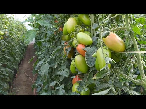 Vídeo: Estufa De Fim De Semana Para Tomates