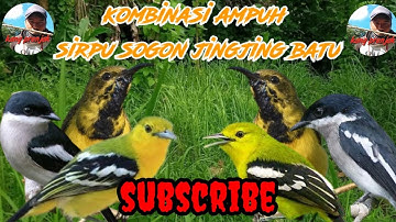 suara pikat burung kecil paling manjur dan ampuh suara sogon sirpu dan jingjing batu ribut a27