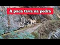 Caçada de paca, a paca correu e foi para as pedras