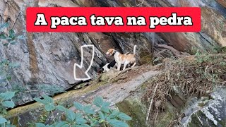 Caçada de paca, a paca correu e foi para as pedras