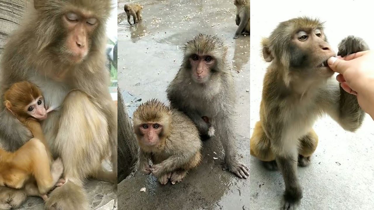 monkeys eat peanuts and I cook a small stove for the little handsome ...