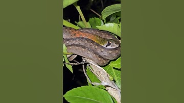 Rắn Hổ Lửa Nằm Ngủ #Shorts