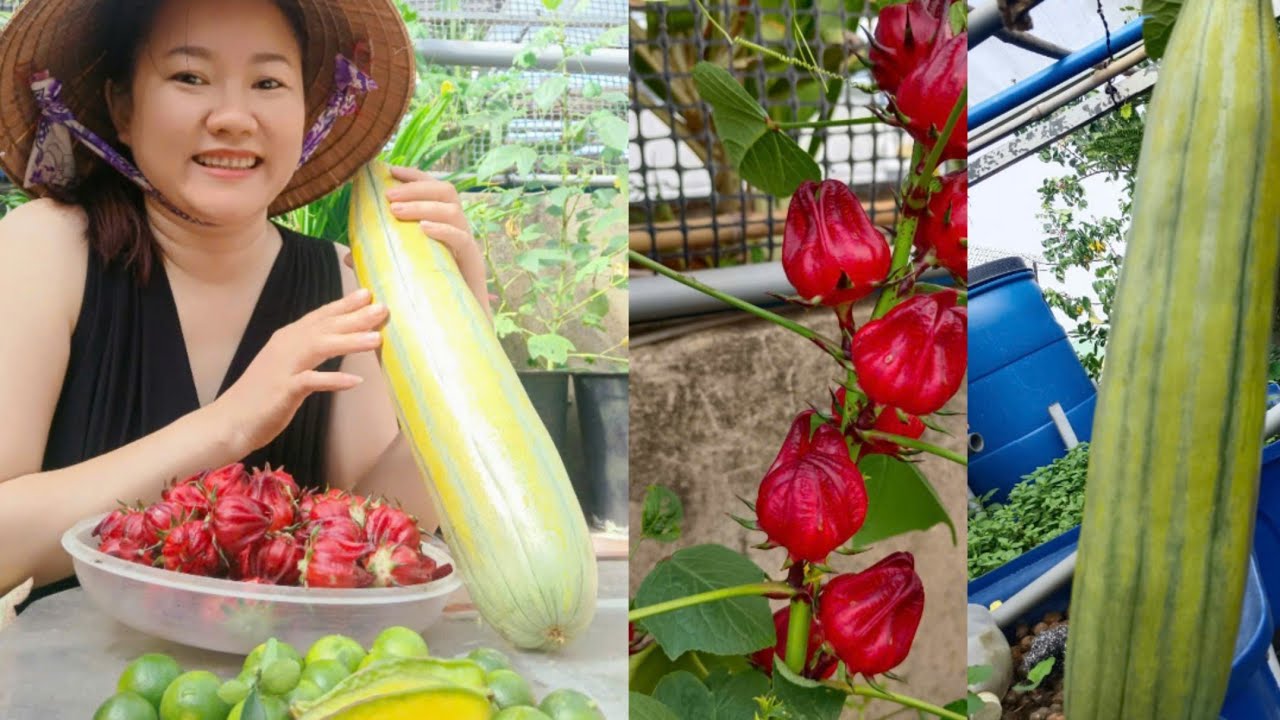 Hai mẹ con thu hoạch atiso đỏ 