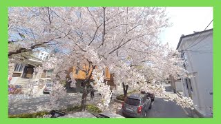 Vlog | 연남동 벚꽃 풍경