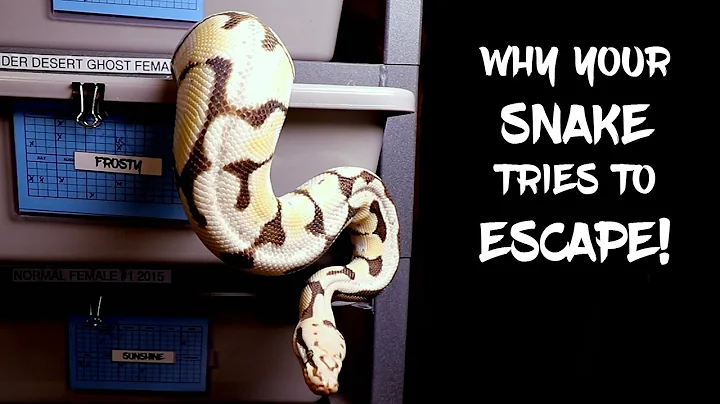 10 Reasons Why Your Ball Python Wants to Escape Its Enclosure!