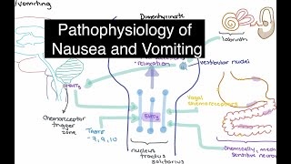 Pathophysiology of Nausea and Vomiting