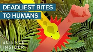 The Deadliest Venomous Animals In The World