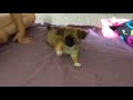 Cutest puppy in the world hoppy francis pekichi pekingese chihuahua mix