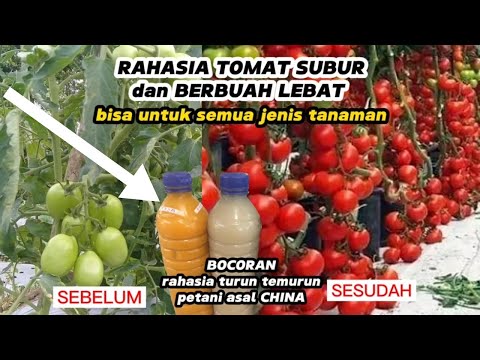 Video: Menanam Tanaman Tomat: Cara Menanam Tomat