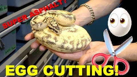 Ball Python Egg Cutting! Did she prove out?!