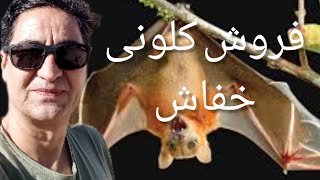 🦇لانه خفاش کجاست 🦇خفاشها چرا لانه(کلونی)میسازند رضاابراهیمی